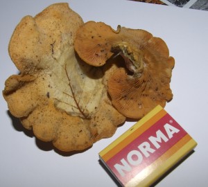 houba.jpg