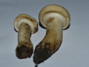 houba_1.jpg
