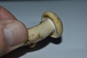 houba_2.jpg