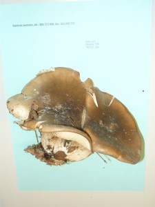houba_2.jpg