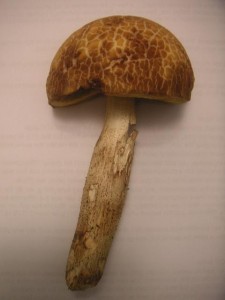 houba.JPG