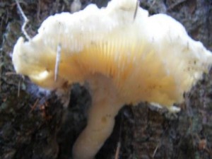 Houba v dutm smrku 2.jpg