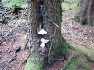 Houba v dutm smrku.jpg