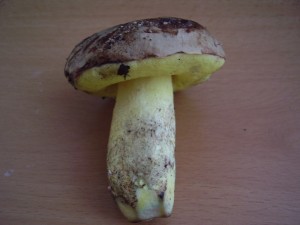 houbaufo.jpg