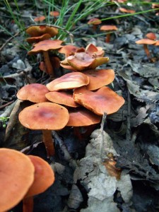 houbika-ervenec05 (1).jpg