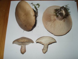 houby01.jpg