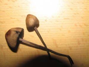 houby 002.jpg