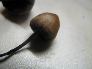 houby 016.jpg
