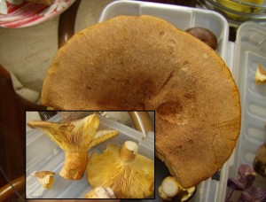HPIM2595_10.09.10.jpg