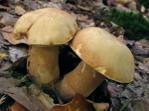 hrib_habrov_-boletus_carpinaceus_120_uprava.jpg