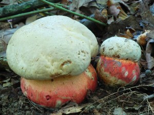 Hrib satan - Boletus satanas (1).jpg