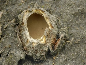 Hrobenka psen - Geopora arenosa1.jpg