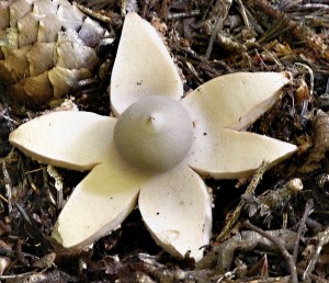 Hvzdovka erven - geastrum rufescens.jpg