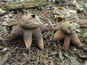 hvzdovka ervenav-Geastrum rufescens3.jpg