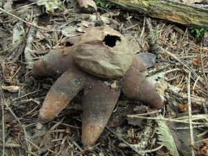 hvzdovka ervenav-Geastrum rufuscens4.jpg