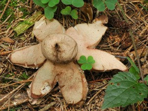 Hvzdovka ervenav - Geastrum rufescens2.jpg