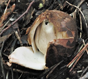 Hvzdovka trojit - Geastrum triplex (4).jpg