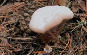Hydnellum ferrugineum2.jpg