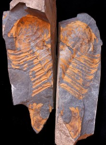 Hydrocephalus carens.jpg