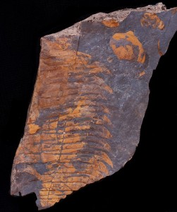 Hydrocephalus carens (2).JPG