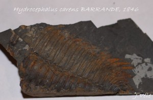 Hydrocephalus carens BARRANDE, 1846.jpg