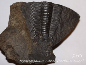 Hydrocephalus minor (BOECK, 1827).jpg