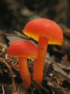 Hygrocybe.jpg