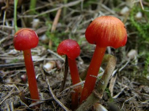 hygrocybe.jpg