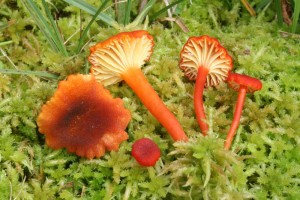 Hygrocybe_cantharellus.jpg