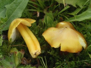 Hygrocybe citrinovirens4.jpg