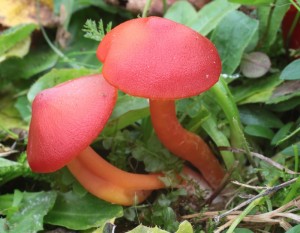 Hygrocybe coccinea.jpg