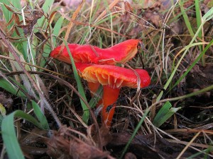 Hygrocybe coccinea_1.jpg