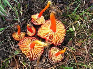 Hygrocybe coccinea_3.jpg