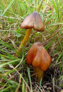 Hygrocybe conica.jpg
