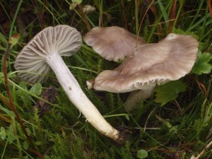 Hygrocybe flavipes.jpg