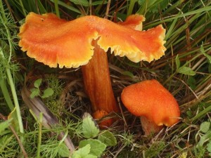 Hygrocybe intermedia.jpg