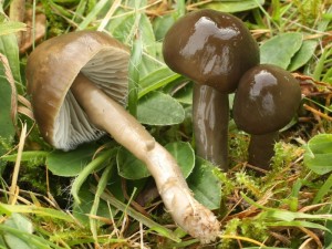 Hygrocybe irrigata2.jpg