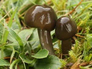 Hygrocybe irrigata.jpg