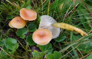 Hygrocybe laeta.jpg