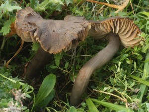 Hygrocybe ovina2.jpg