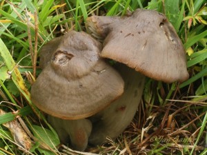 Hygrocybe ovina.jpg