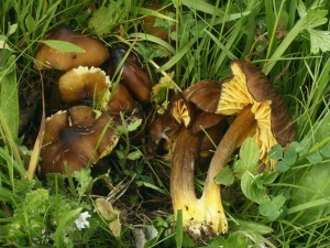 Hygrocybe spadicea.jpg