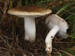 Hygrophorus latitabundus2.jpg