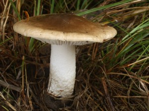 Hygrophorus latitabundus.jpg