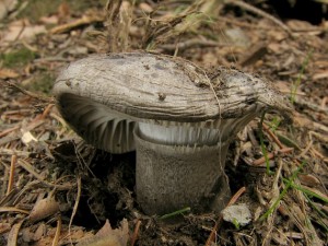 Hygrophorus marzuolus.jpg