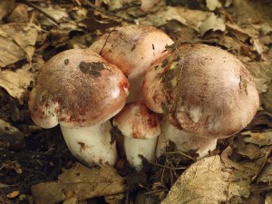 Hygrophorus russula.jpg