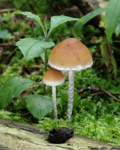 Hypholoma marginatum.jpg