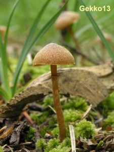 Hypholoma_sp2.JPG
