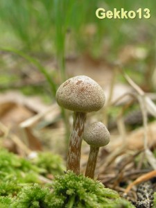 Hypholoma_sp.JPG