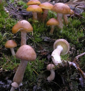 HypholomaFascicularePA290027.jpg
